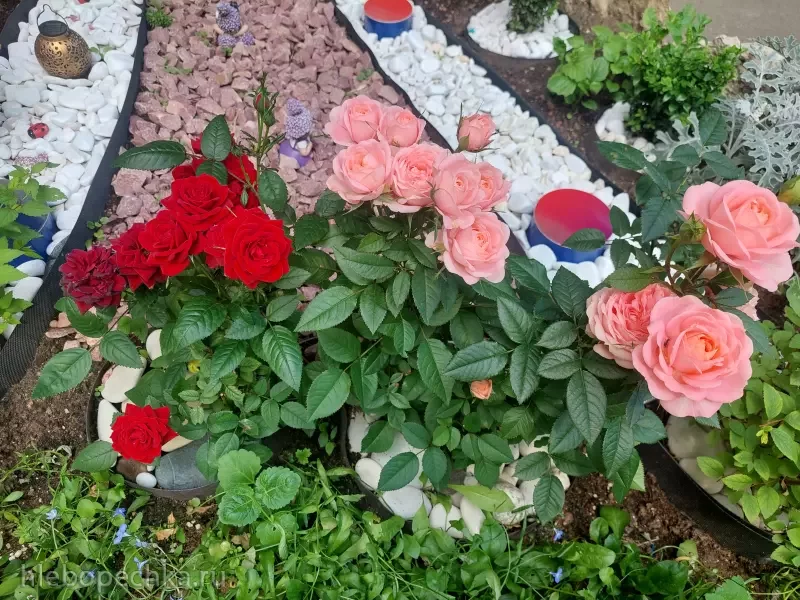 Дизайн участка