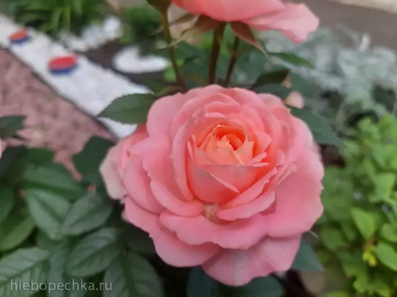 Дизайн участка