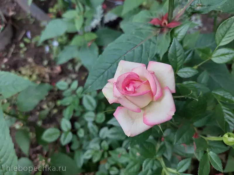 Дизайн участка