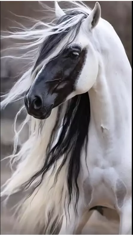 Эти забавные животные