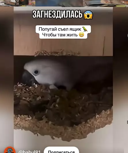 Эти забавные животные