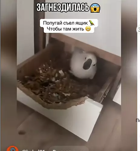 Эти забавные животные