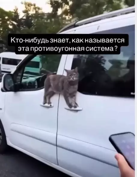 Эти забавные животные