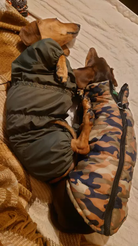 Живой Журнал Жульена