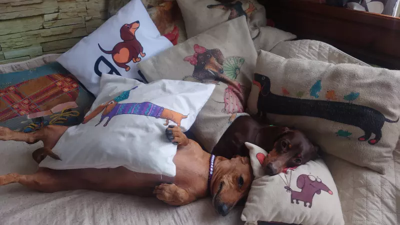 Живой Журнал Жульена