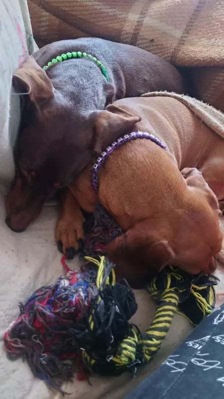 Живой Журнал Жульена