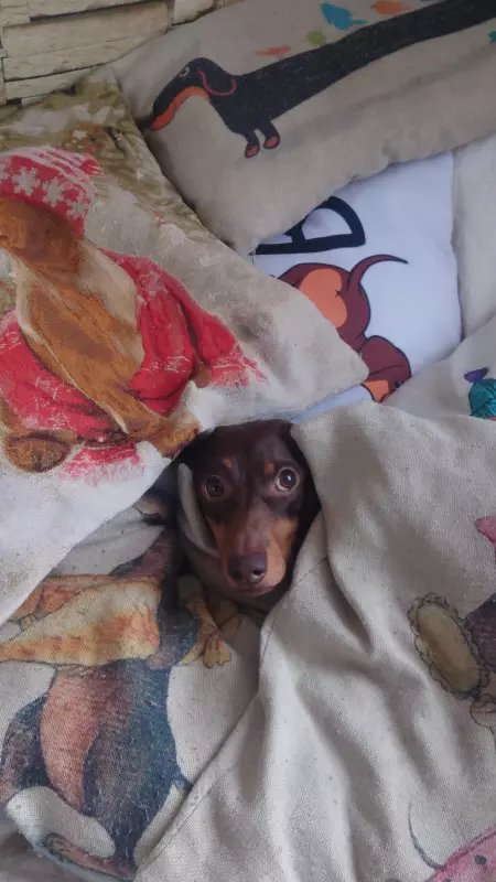 Живой Журнал Жульена