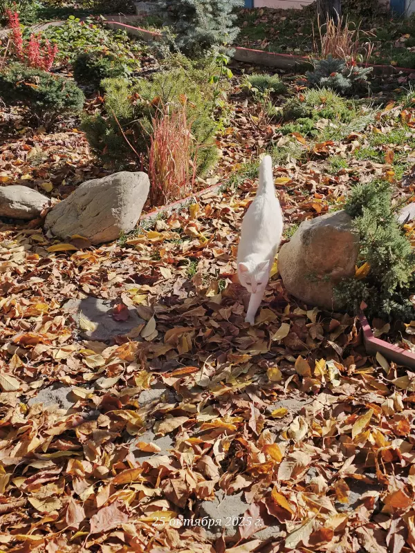 Вышивка крестиком