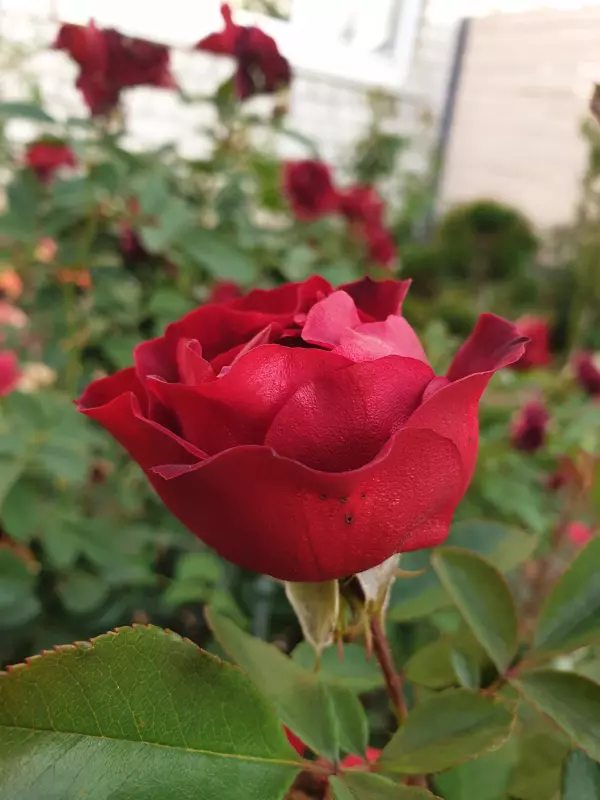 Вышивка крестиком