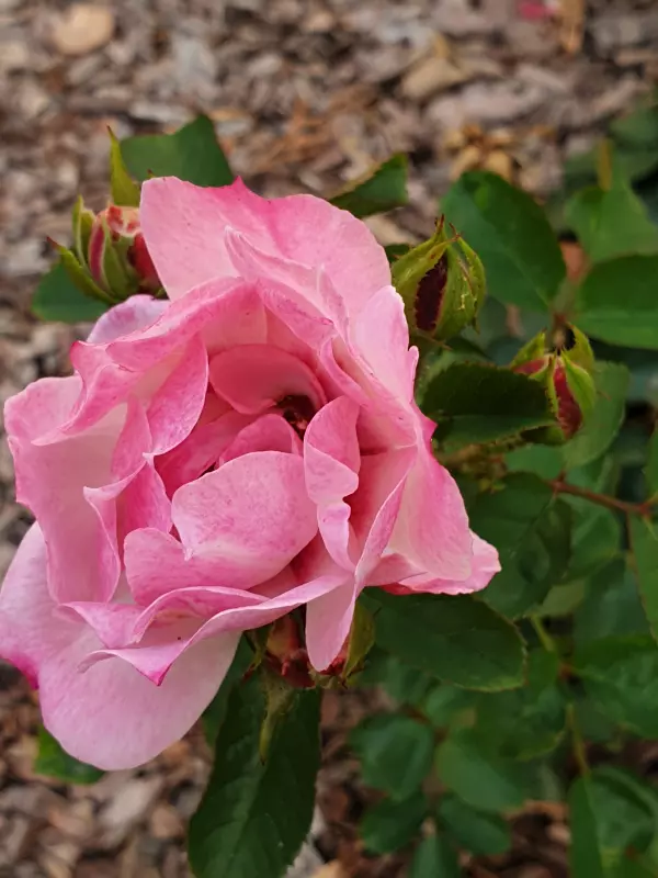 Вышивка крестиком