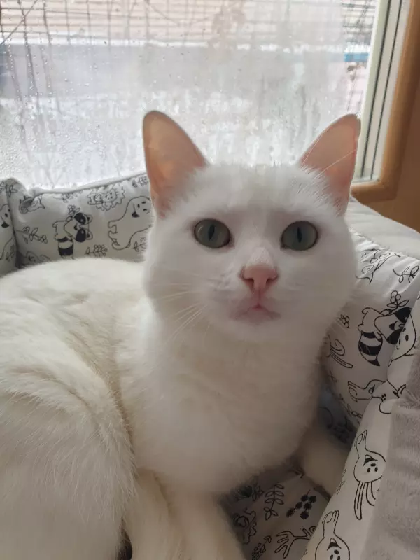 Вышивка крестиком