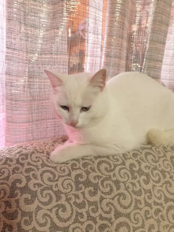 Вышивка крестиком