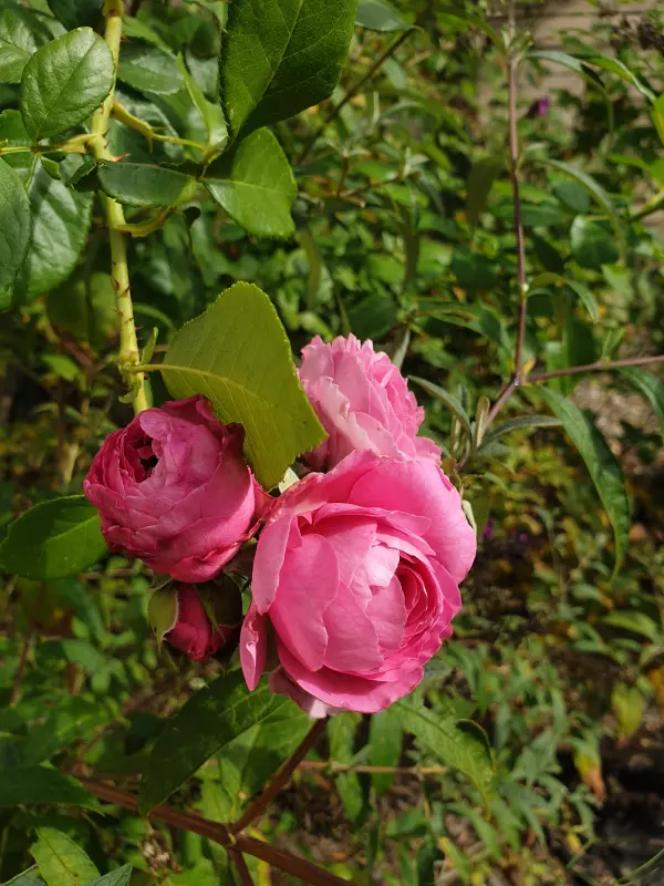 Вышивка крестиком