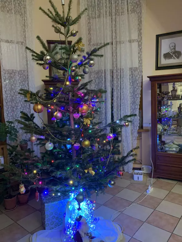 Похвастаемся елками!