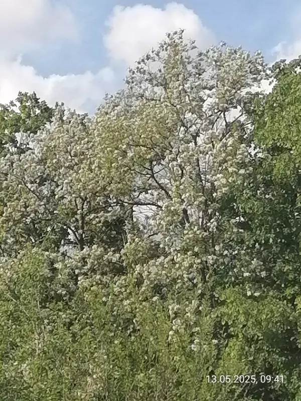 Чайная беседка