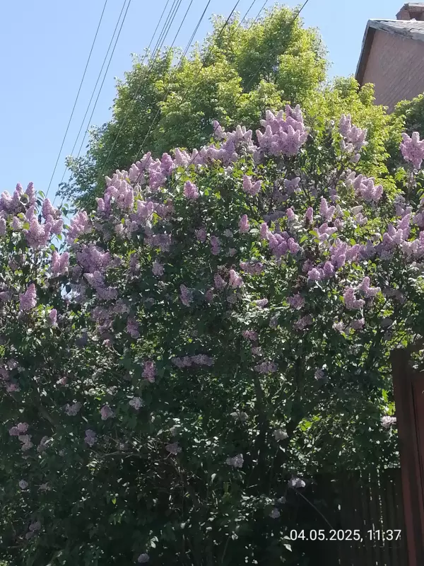 Чайная беседка