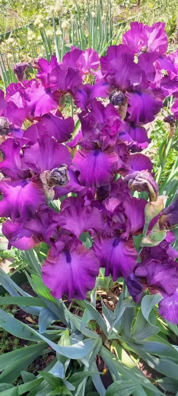 Чайная беседка