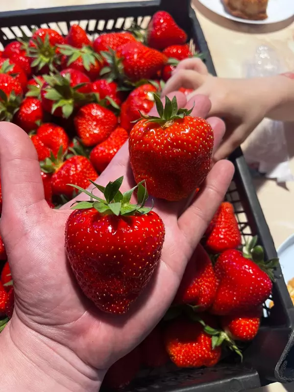 Чайная беседка