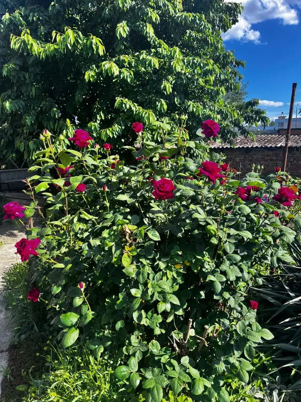 Чайная беседка