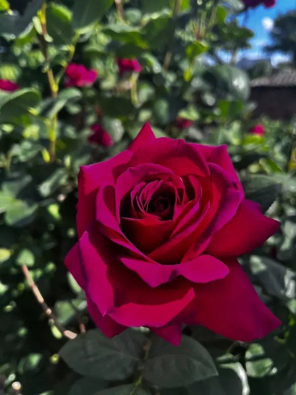 Чайная беседка