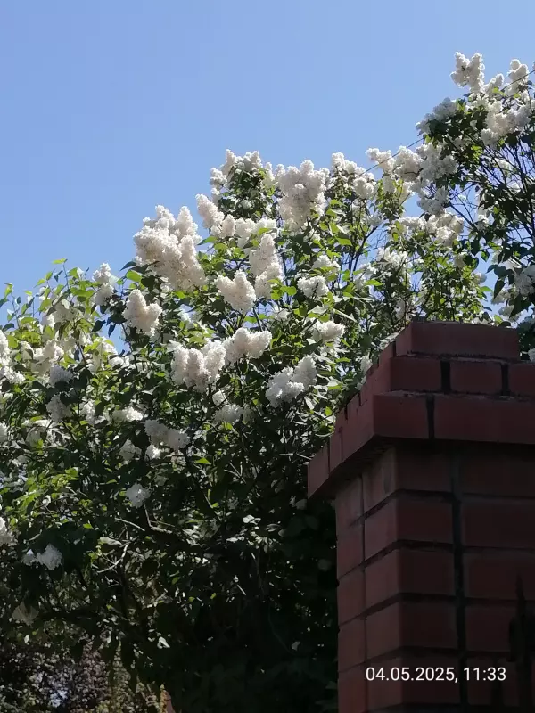 Чайная беседка