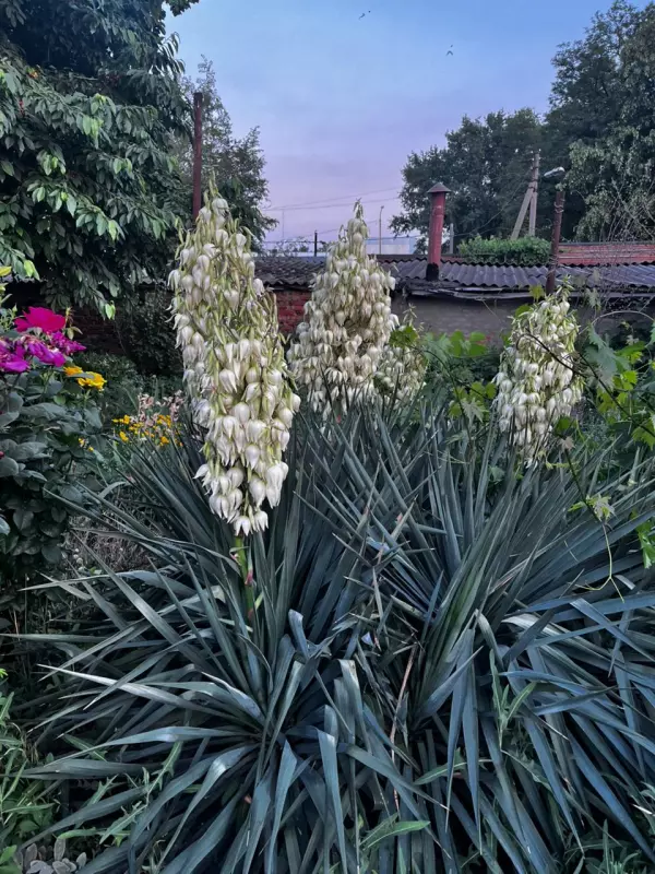 Чайная беседка