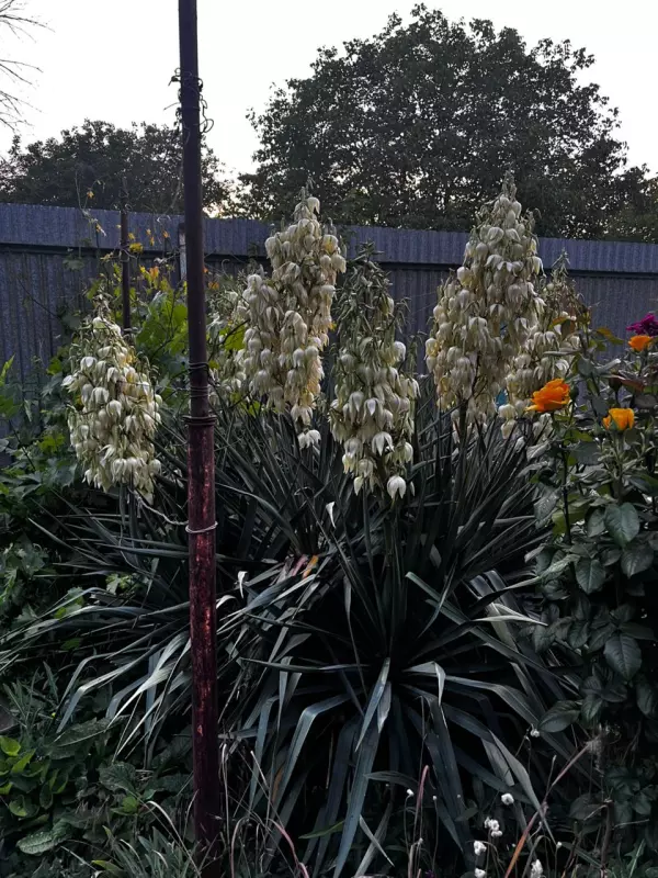 Чайная беседка