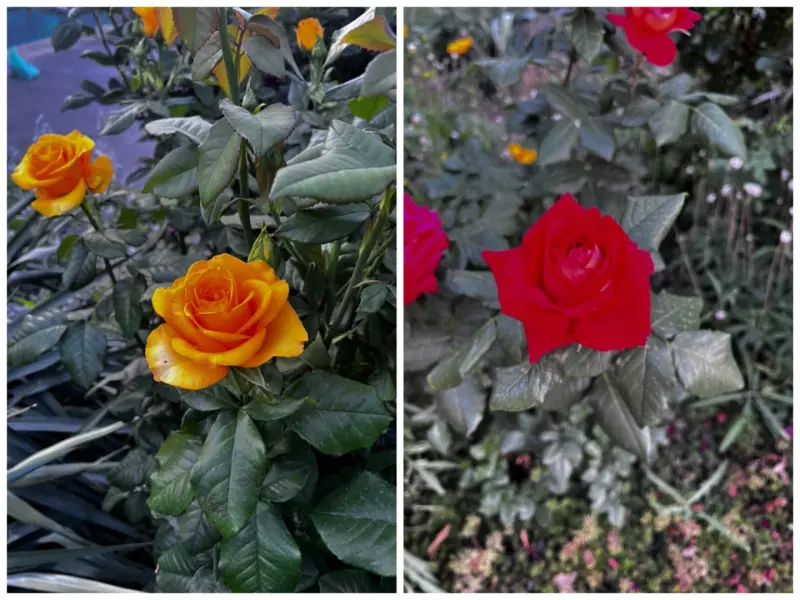 Чайная беседка