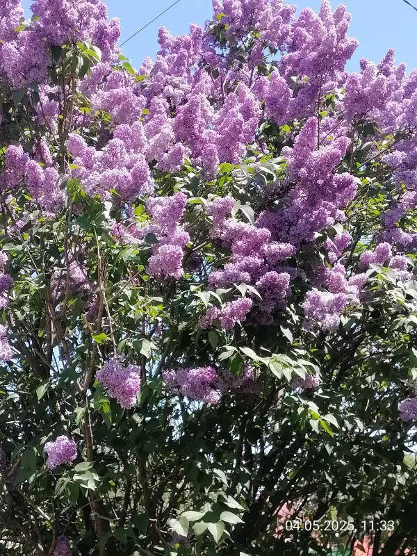 Чайная беседка