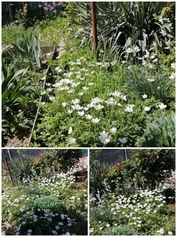 Чайная беседка