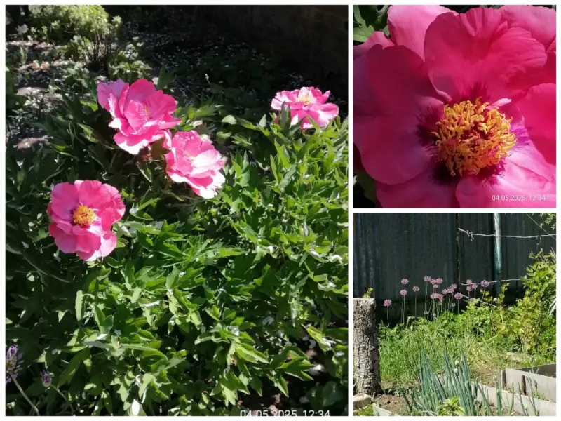 Чайная беседка