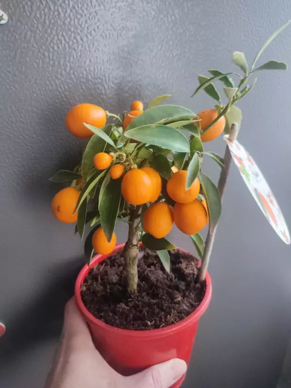 Цветочки: моем, пересаживаем, подкармливаем... (всё о комнатных растениях)