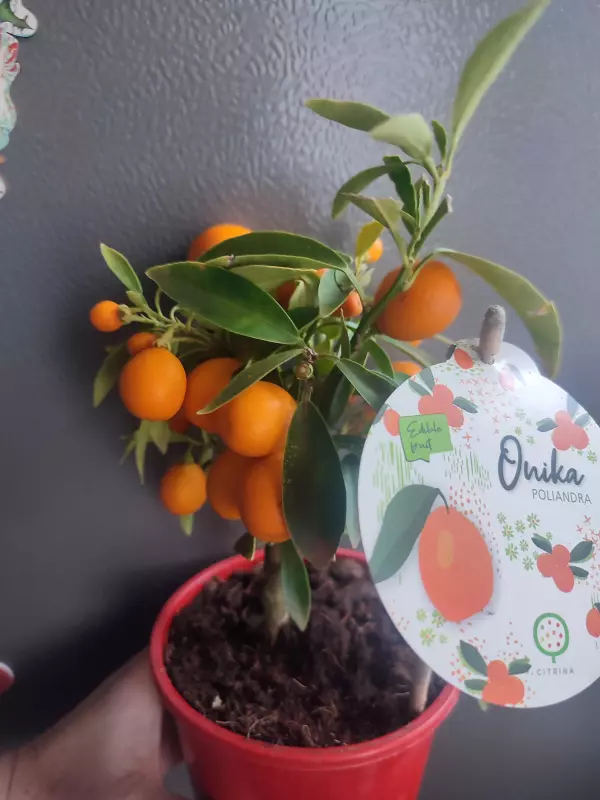 Цветочки: моем, пересаживаем, подкармливаем... (всё о комнатных растениях)