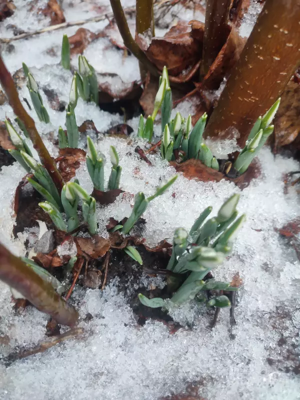 Фотонастроение