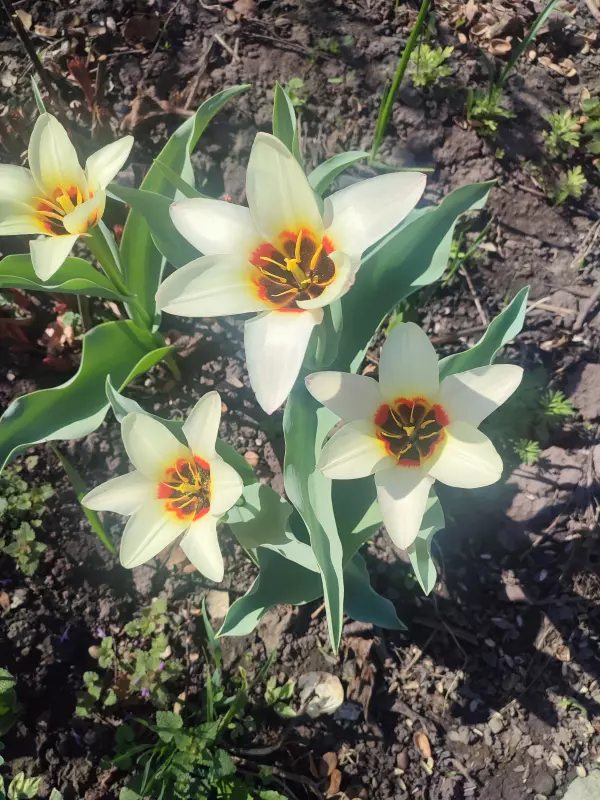 Фотонастроение