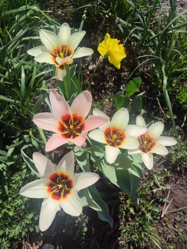 Фотонастроение