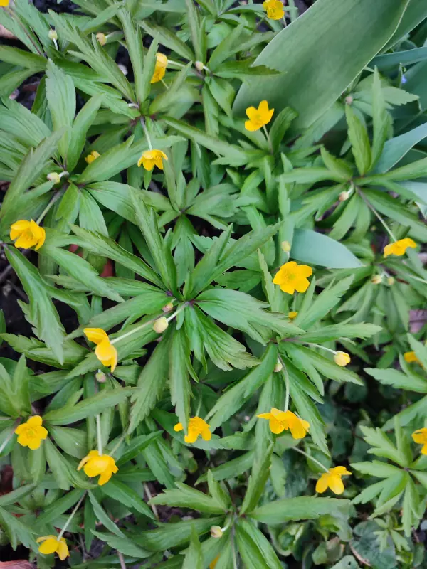 Загородная жизнь - обустройство на земле во всем разнообразии