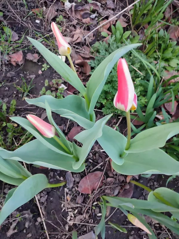 Загородная жизнь - обустройство на земле во всем разнообразии