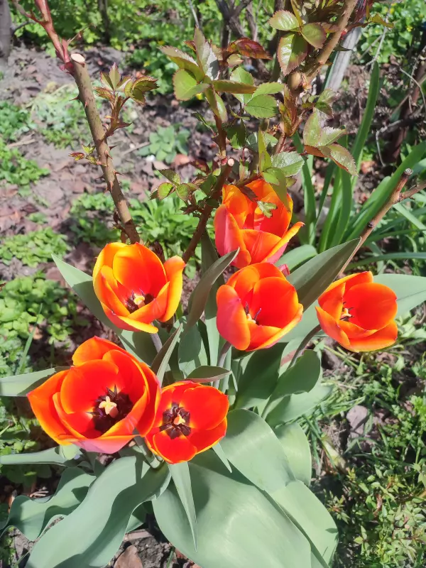 Загородная жизнь - обустройство на земле во всем разнообразии