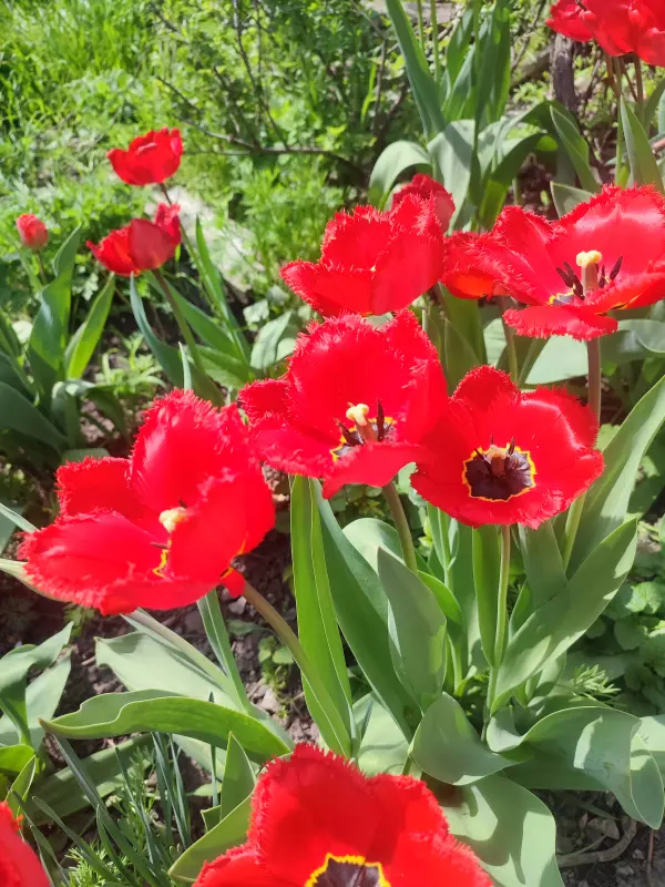 Загородная жизнь - обустройство на земле во всем разнообразии