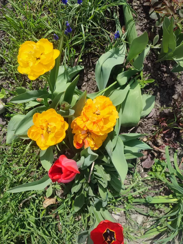Загородная жизнь - обустройство на земле во всем разнообразии