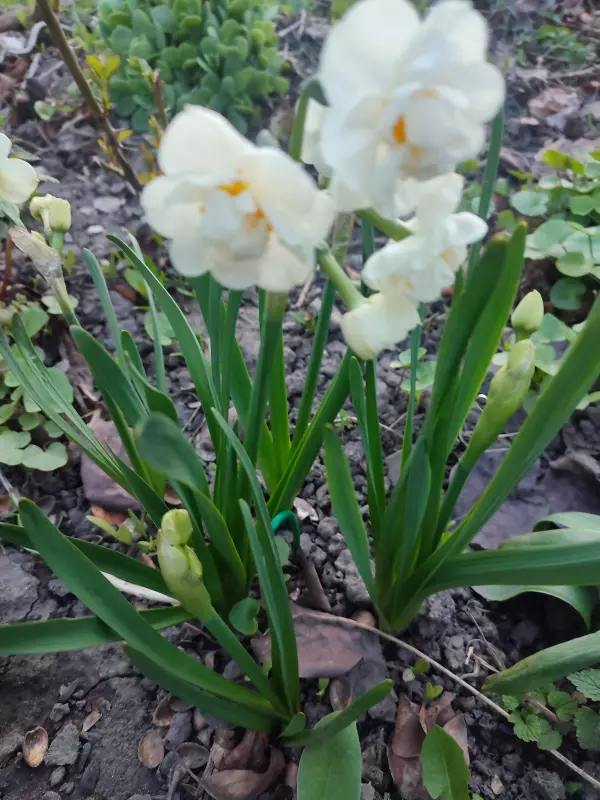 Загородная жизнь - обустройство на земле во всем разнообразии