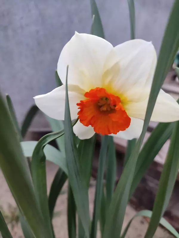 Загородная жизнь - обустройство на земле во всем разнообразии