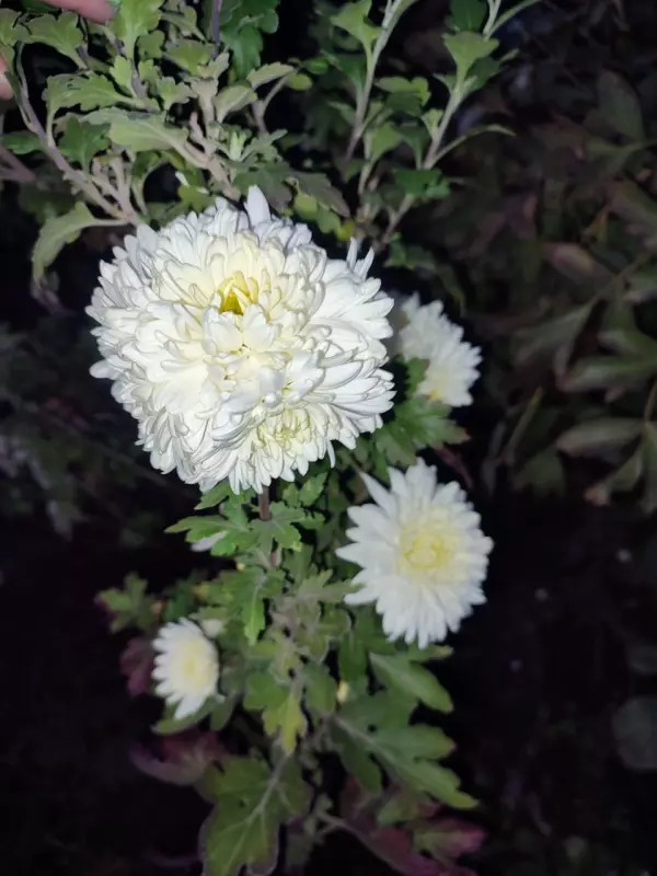 Загородная жизнь - обустройство на земле во всем разнообразии