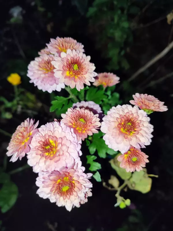 Загородная жизнь - обустройство на земле во всем разнообразии