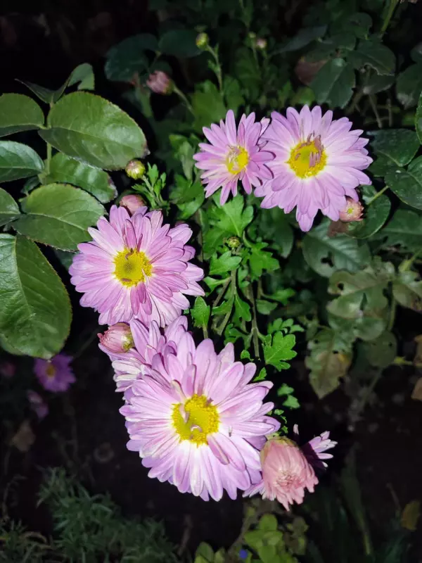 Загородная жизнь - обустройство на земле во всем разнообразии