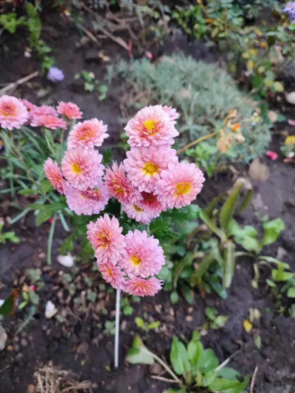 Загородная жизнь - обустройство на земле во всем разнообразии