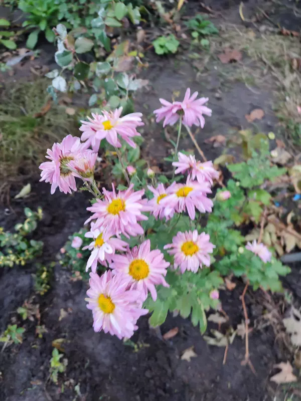 Загородная жизнь - обустройство на земле во всем разнообразии