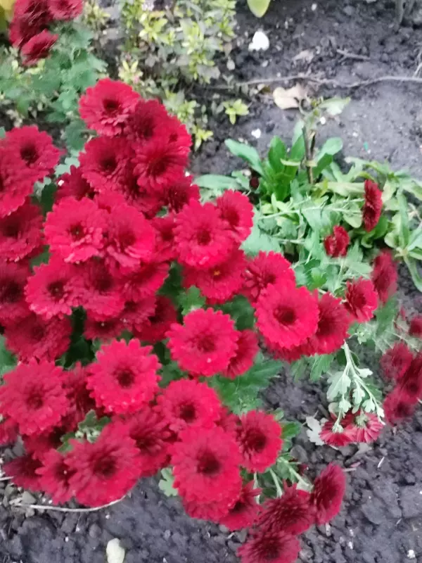 Загородная жизнь - обустройство на земле во всем разнообразии