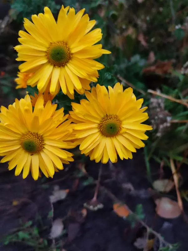 Загородная жизнь - обустройство на земле во всем разнообразии